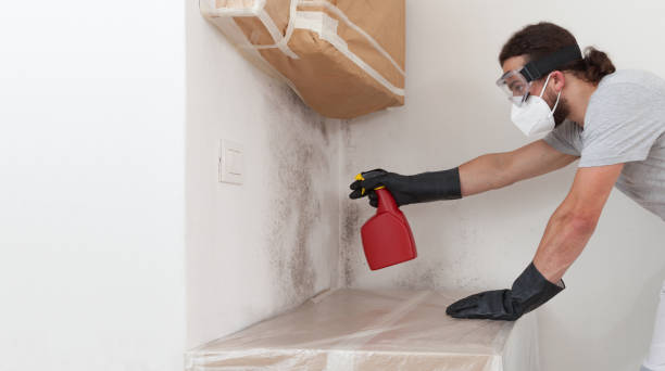 Professional Basement Mold Remediation technician working in Casselberry, FL